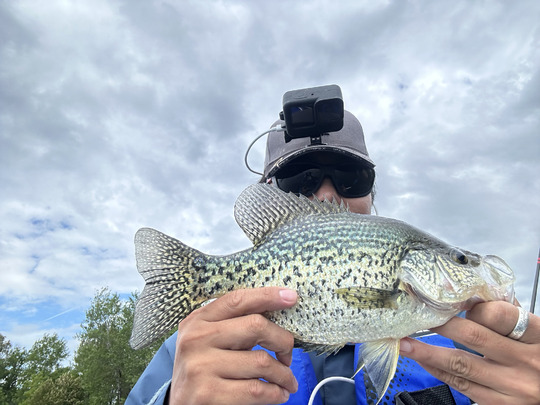 Black Crappie