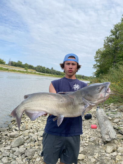 Channel Catfish