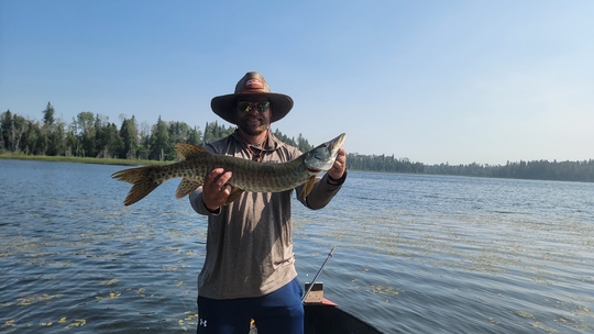 Muskellunge