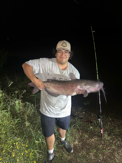 Channel Catfish