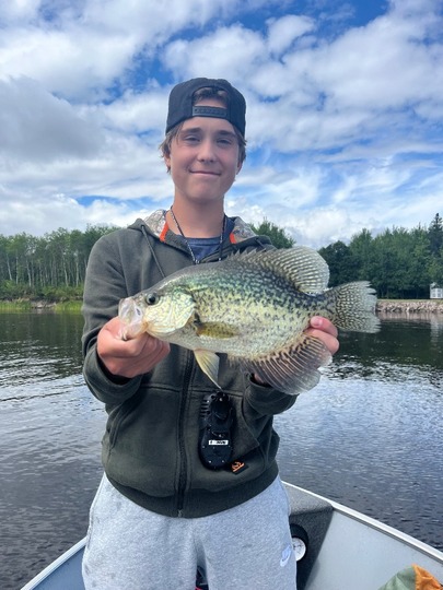 Black Crappie