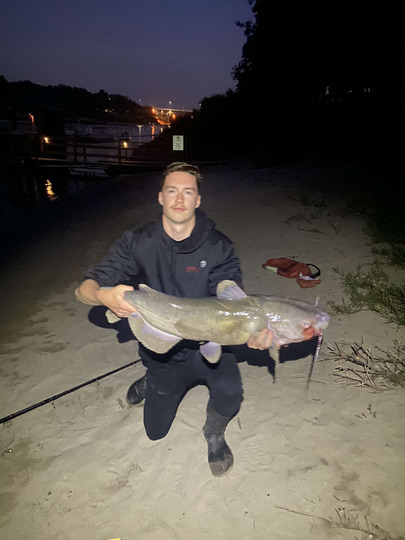 Channel Catfish