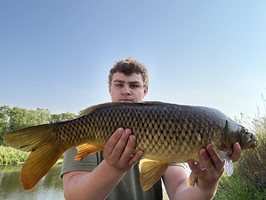 Common Carp