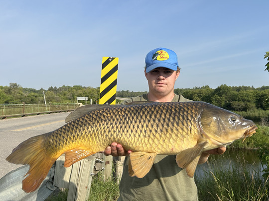 Common Carp