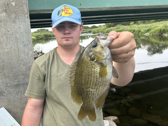 Rock Bass