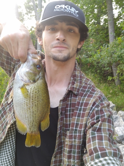 Rock Bass