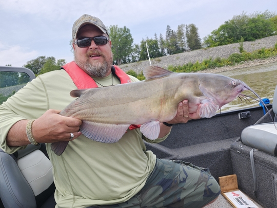 Channel Catfish
