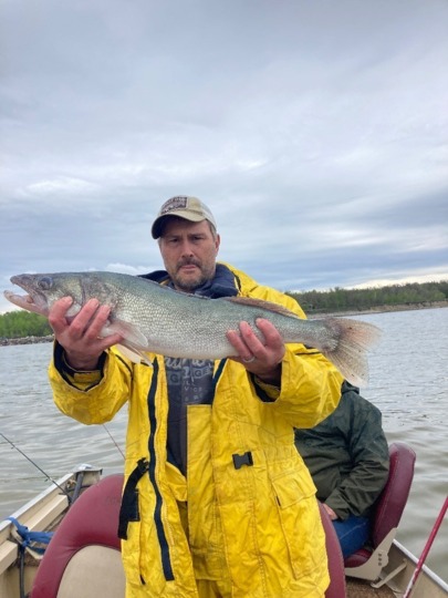 Walleye