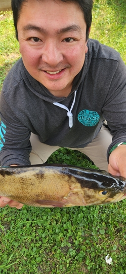 Smallmouth Bass