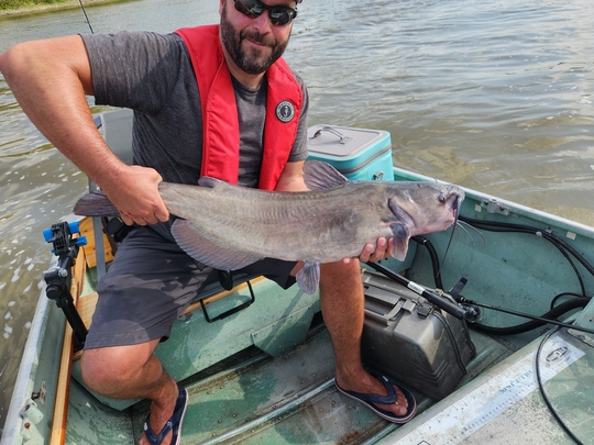 Channel Catfish