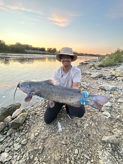 Channel Catfish