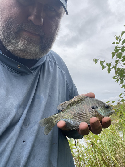 Sunfish