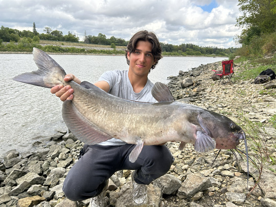 Channel Catfish