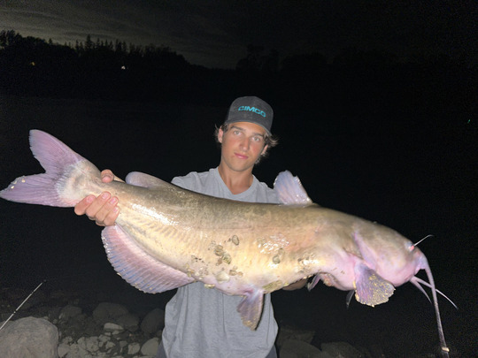 Channel Catfish