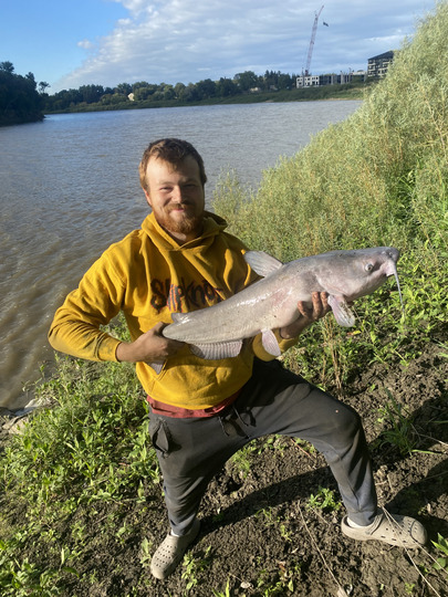 Channel Catfish