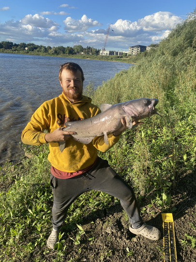 Channel Catfish