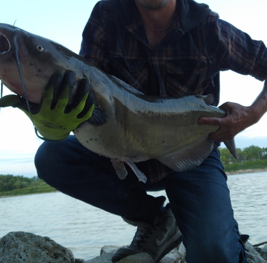 Channel Catfish