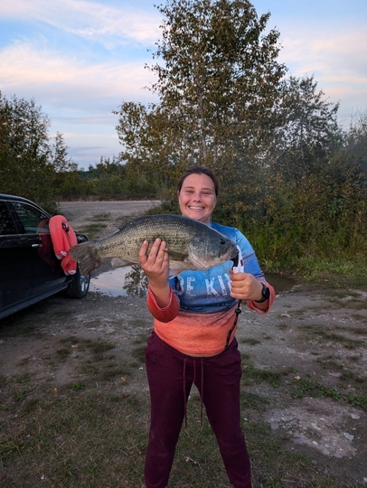 Largemouth Bass