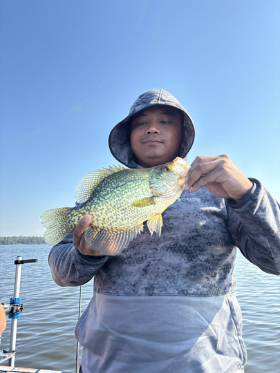 Black Crappie