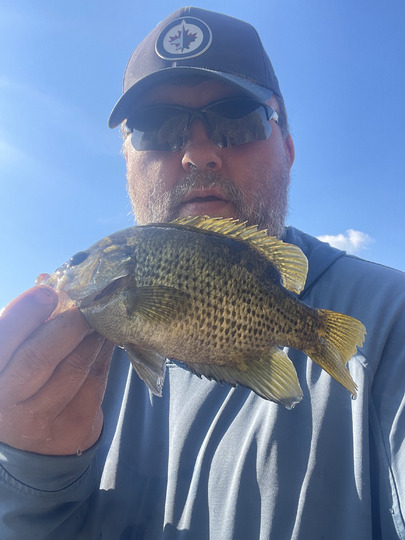 Rock Bass