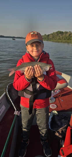 Goldeye