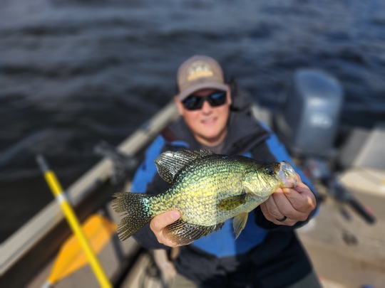 Black Crappie