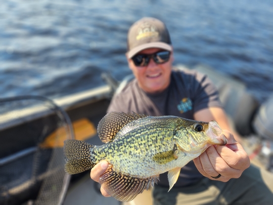 Black Crappie