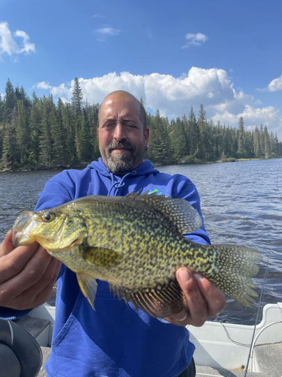 Black Crappie