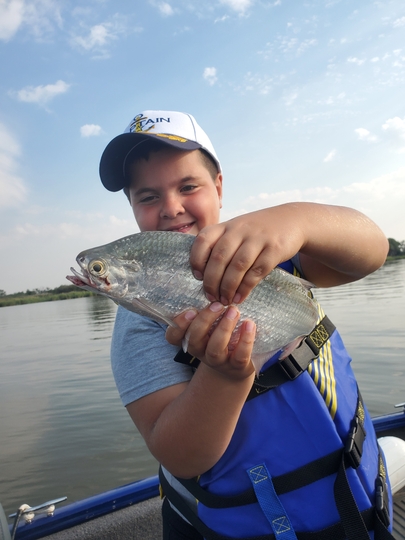 Goldeye