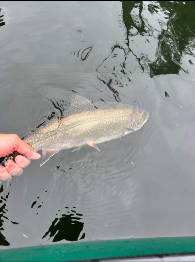 Brook Trout