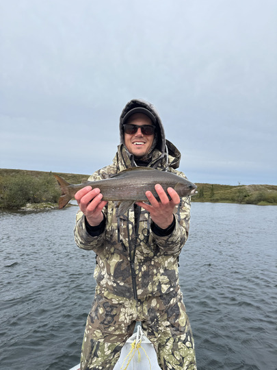 Arctic Grayling