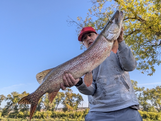 Northern Pike