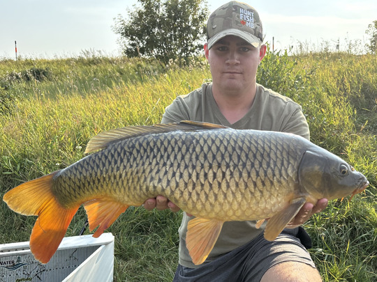 Common Carp