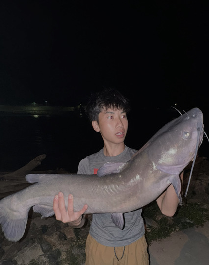 Channel Catfish