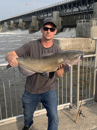 Channel Catfish