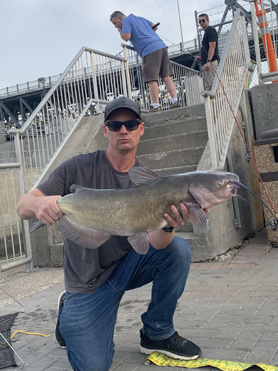 Channel Catfish