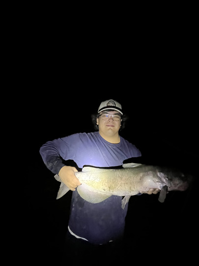 Channel Catfish