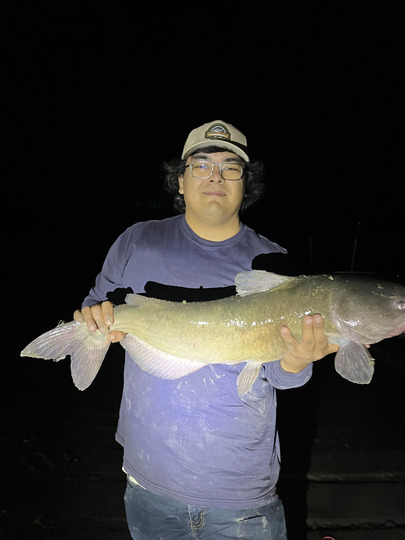 Channel Catfish