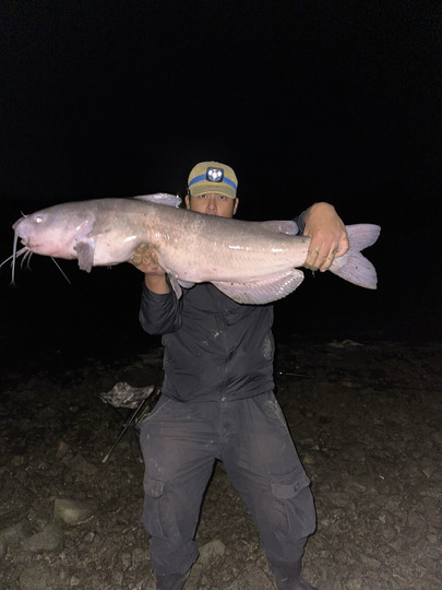 Channel Catfish