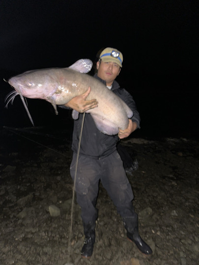 Channel Catfish