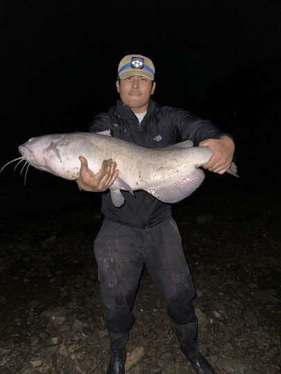 Channel Catfish