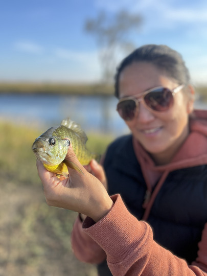 Sunfish