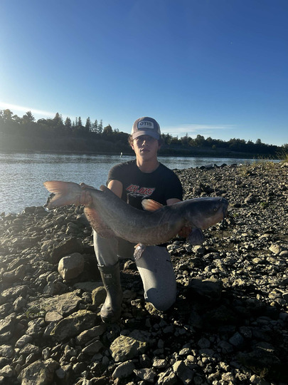 Channel Catfish