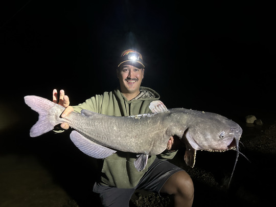 Channel Catfish