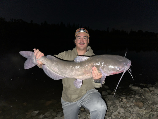 Channel Catfish