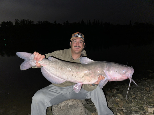 Channel Catfish