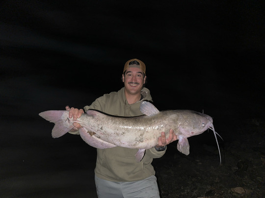 Channel Catfish