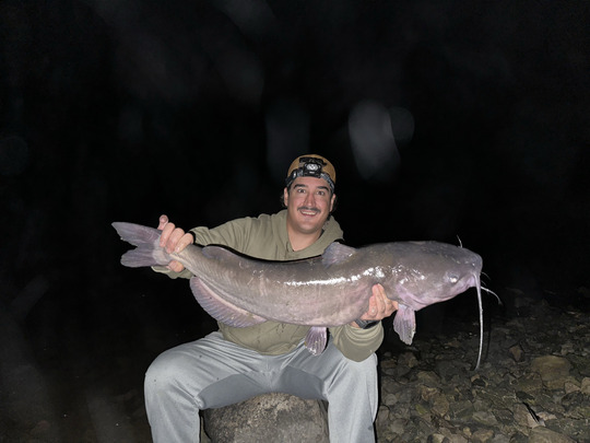 Channel Catfish