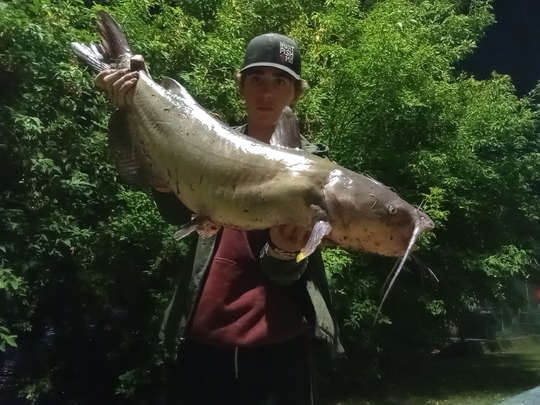 Channel Catfish