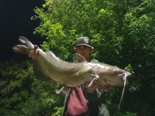 Channel Catfish